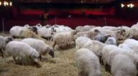 Foto - Un gregge di pecore nel primo promo del Festival di Sanremo 2014